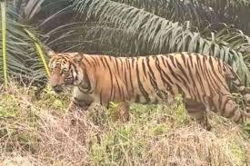 Pekerja Was-was, Harimau Sumatera Berkeliaran di Areal Kebun Sawit